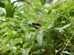 Polyura