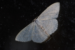 Scopula coniaria