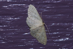 Idaea neovalida