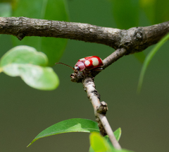 Omophoita sexnotata