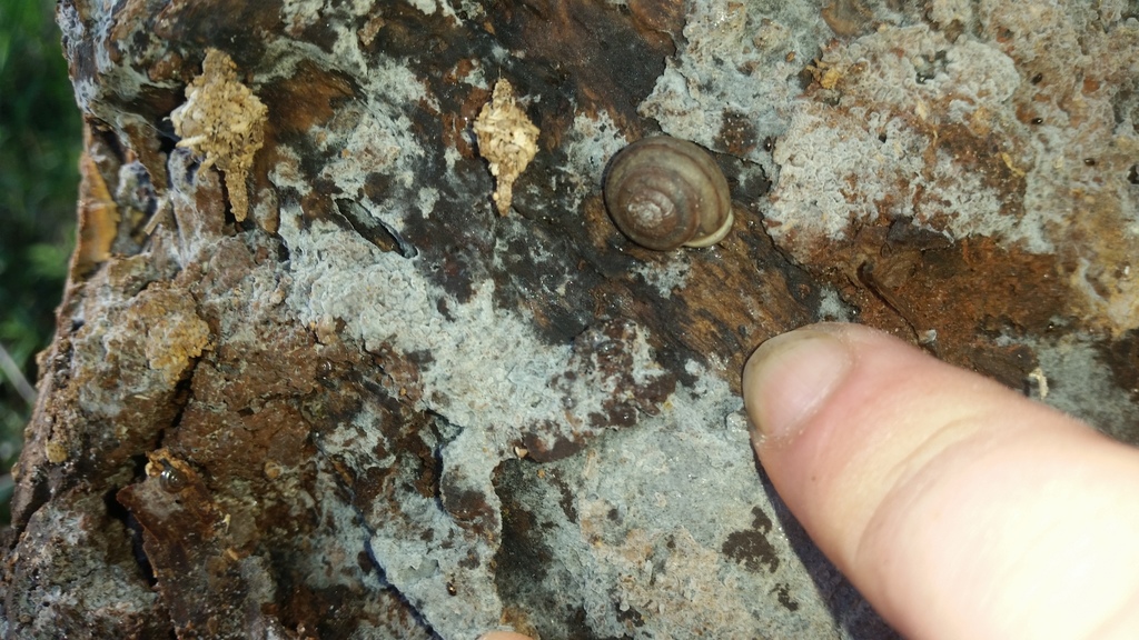 Ventopelita