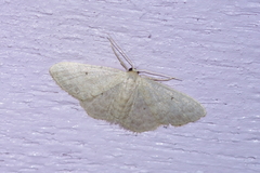 Idaea neovalida