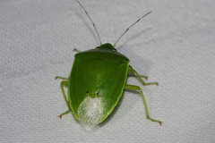 Glaucias subpunctatus