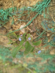 Thyrocarpus sampsonii