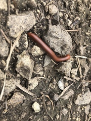 Trigoniulus corallinus