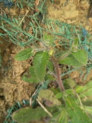 Thyrocarpus sampsonii