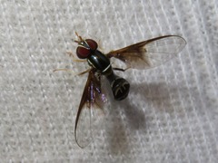 Hybobathus pola