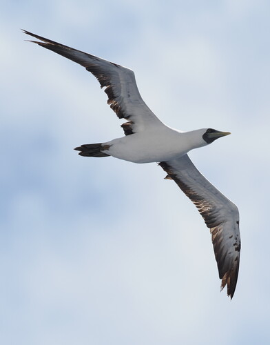 Masked Booby (Sula dactylatra), photo 4