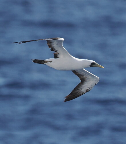 Masked Booby (Sula dactylatra), photo 5