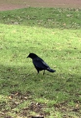 Corvus corone