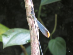 Microstigma rotundatum