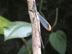 Microstigma rotundatum