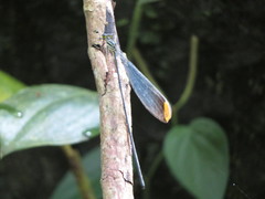 Microstigma rotundatum