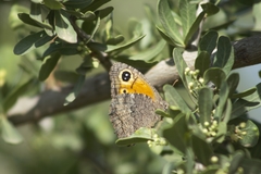 Haywardella edmondsii