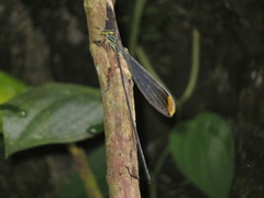 Microstigma rotundatum