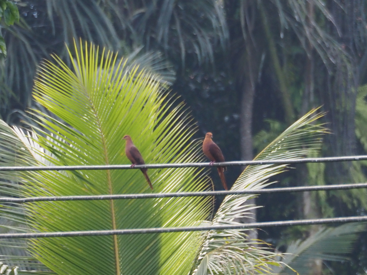 Ruddy Cuckoo-Dove (Macropygia emiliana), photo 2