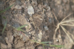 Haywardella edmondsii