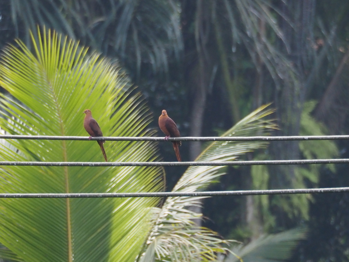 Ruddy Cuckoo-Dove (Macropygia emiliana), photo 4