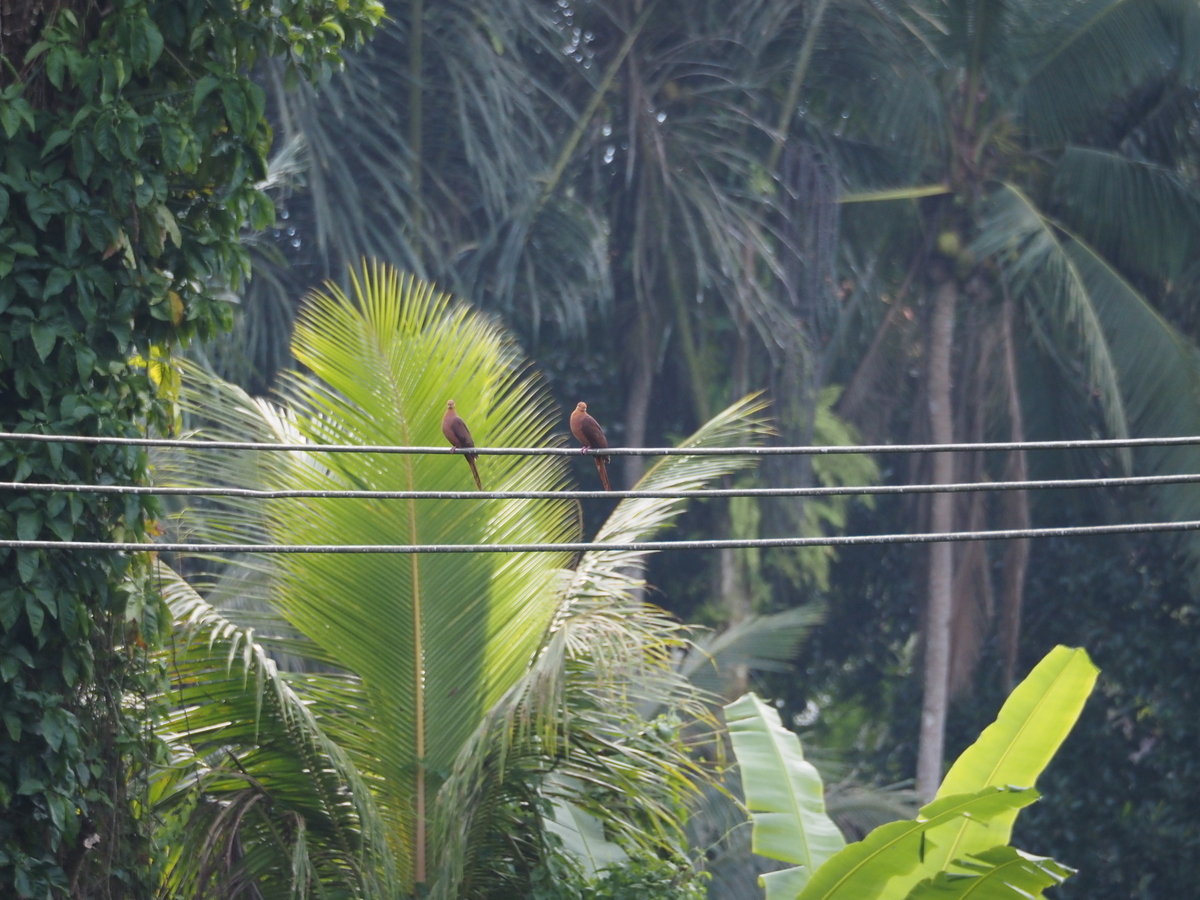 Ruddy Cuckoo-Dove (Macropygia emiliana), photo 5