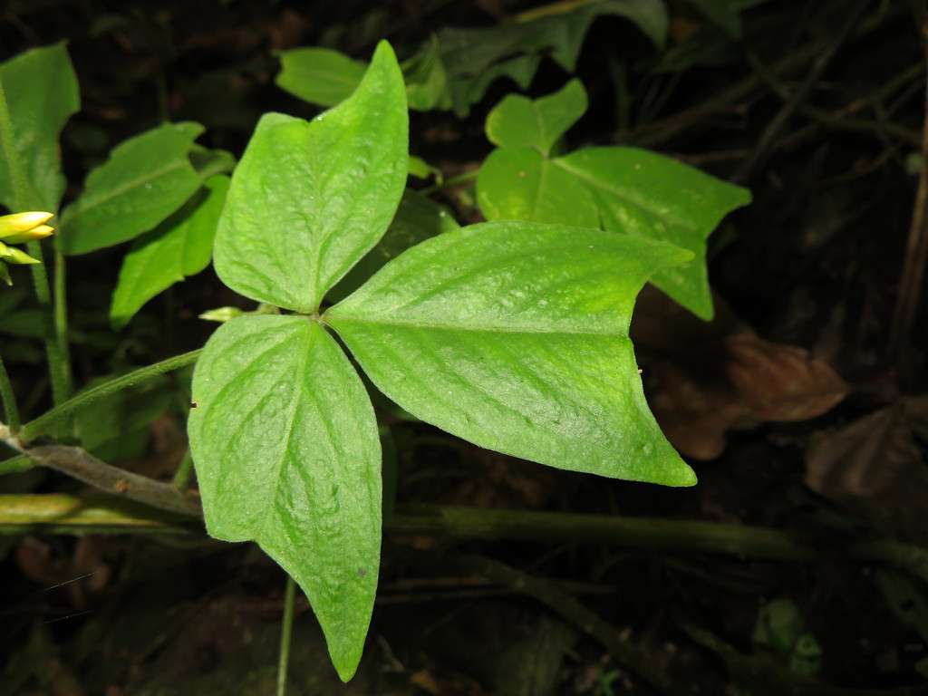 Oxalis semitruncata