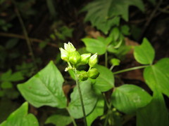 Oxalis semitruncata