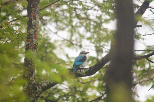 Woodland Kingfisher
