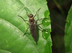 Chiromyzinae