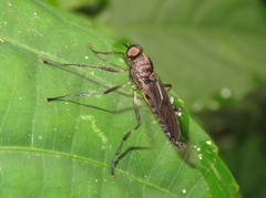 Chiromyzinae