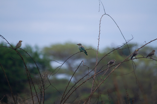 European Roller