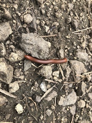 Trigoniulus corallinus