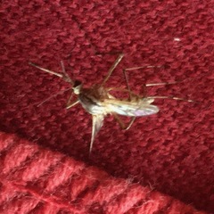 Aedes vittiger
