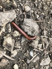 Trigoniulus corallinus