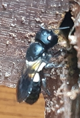 Megachile disjuncta