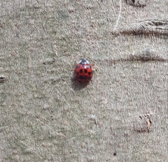 Harmonia axyridis