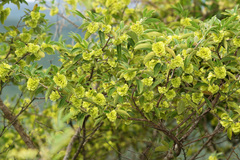 Neopringlea integrifolia