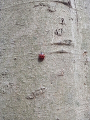Harmonia axyridis