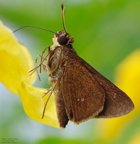 Double-dotted Skipper photo 2