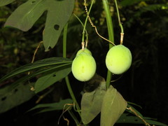 Passiflora tricuspis
