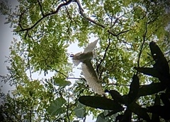 Tyto alba