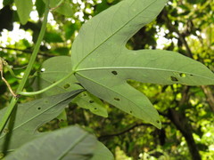Passiflora tricuspis
