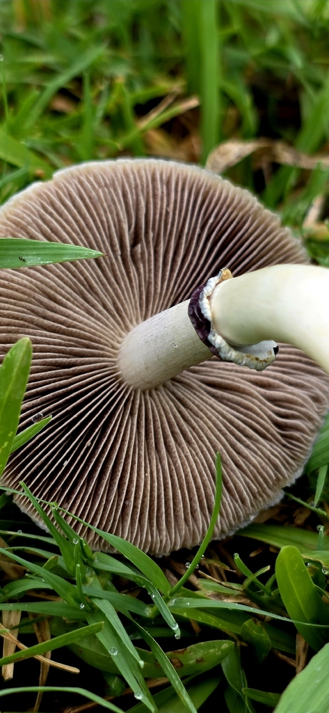 Psilocybe cubensis · January 2026 · photo: © rotceh_dnih (iNaturalist, cc-by)