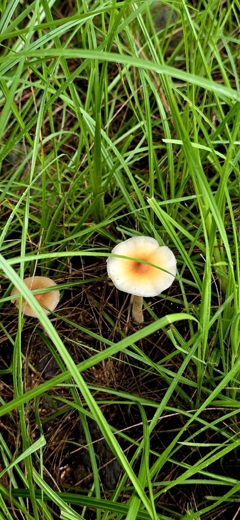 Psilocybe cubensis · January 2026 · photo: © rotceh_dnih (iNaturalist, cc-by)