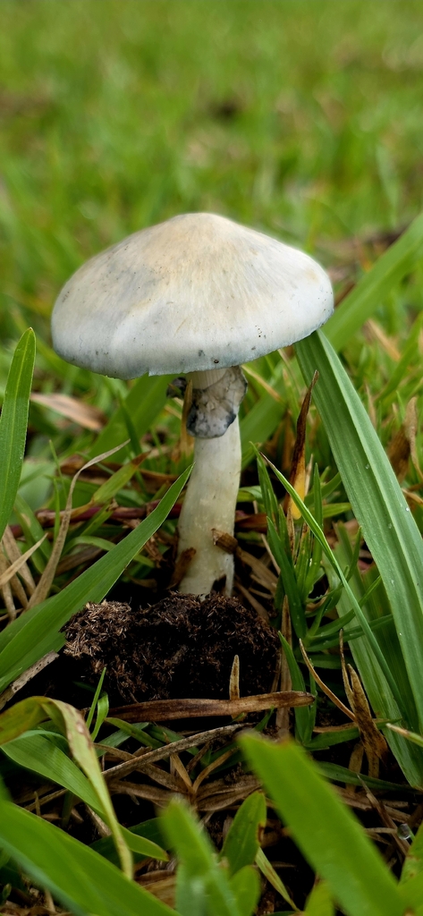 Psilocybe cubensis · January 2026 · photo: © rotceh_dnih (iNaturalist, cc-by)