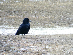 Corvus macrorhynchos