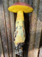 Boletus sensibilis