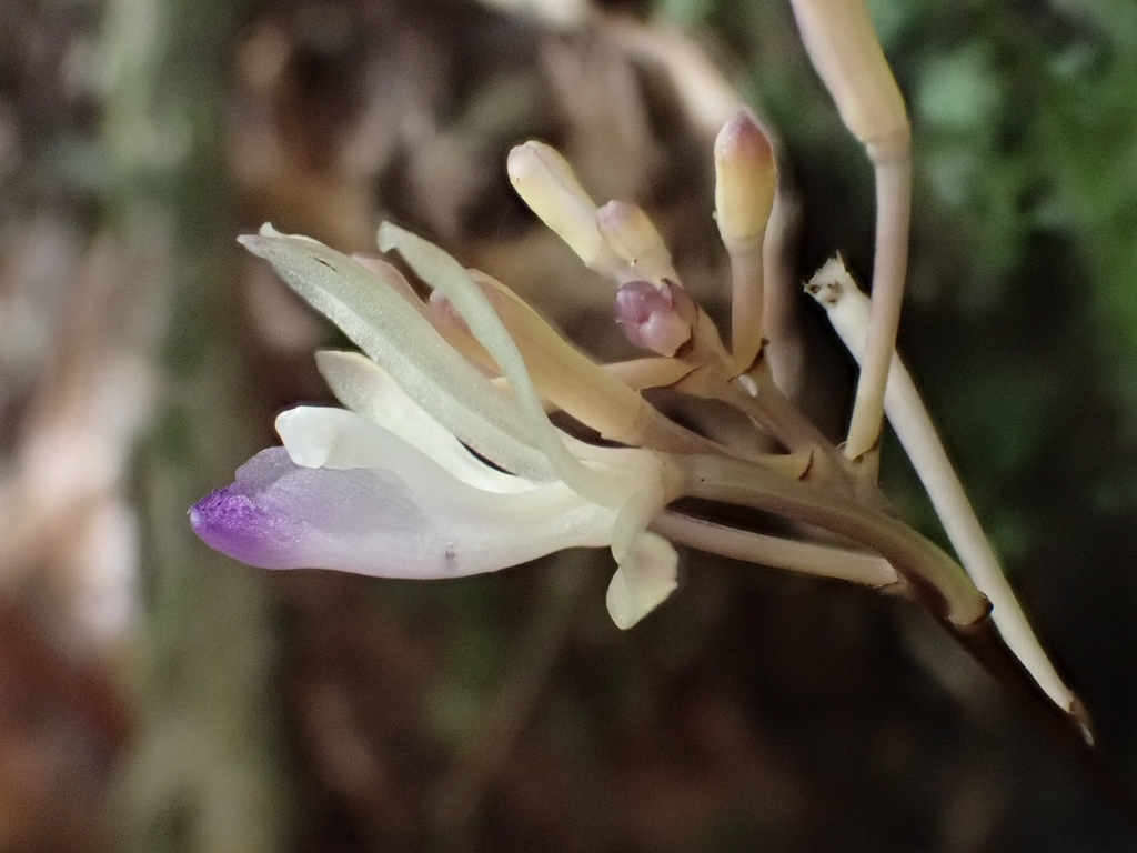 Lecanorchis nigricans