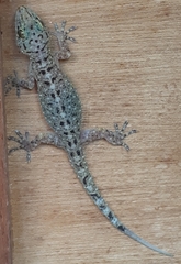 Gekko monarchus