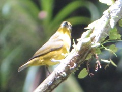 Euphonia chrysopasta