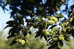 Neopringlea integrifolia