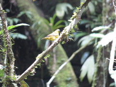 Euphonia chrysopasta